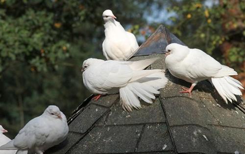 Focus sur un lieu magique : La Ferme au Colombier