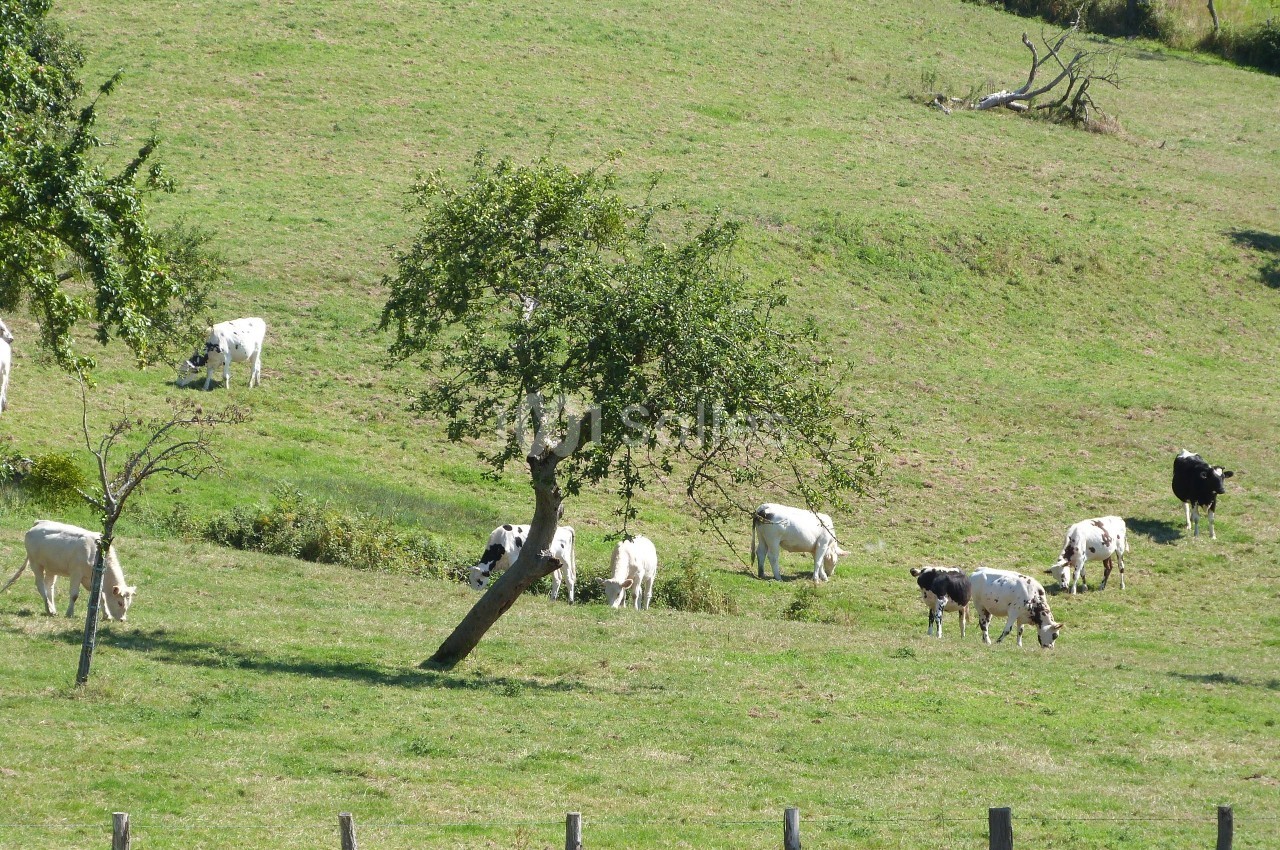 Des vaches pâturent dans un pré verdoyant parsemé d'arbres, entouré de clôtures en bois.