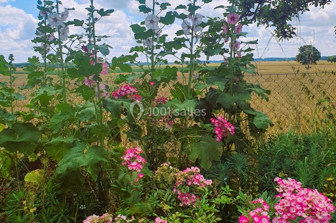 Location salle La Villeneuve-en-Chevrie (Yvelines) - La Grange des Mollières #38 Fleurs roses et blanches poussant dans un jardin champêtre avec un champ doré et un ciel bleu en arrière-plan.