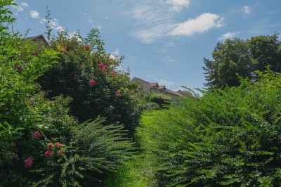 Paysage champêtre avec un arbre pleureur, des fleurs bleues au premier plan et un champ sous un ciel partiellement nuageux.