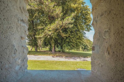 Paysage champêtre avec un arbre pleureur, des fleurs bleues au premier plan et un champ sous un ciel partiellement nuageux.