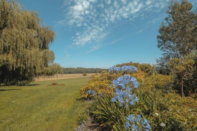 Paysage champêtre avec un arbre pleureur, des fleurs bleues au premier plan et un champ sous un ciel partiellement nuageux.