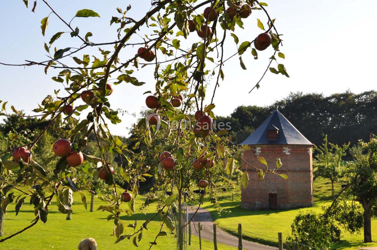 Branche de pommier chargée de fruits rouges dans un verger, avec un pigeonnier en briques au second plan.
