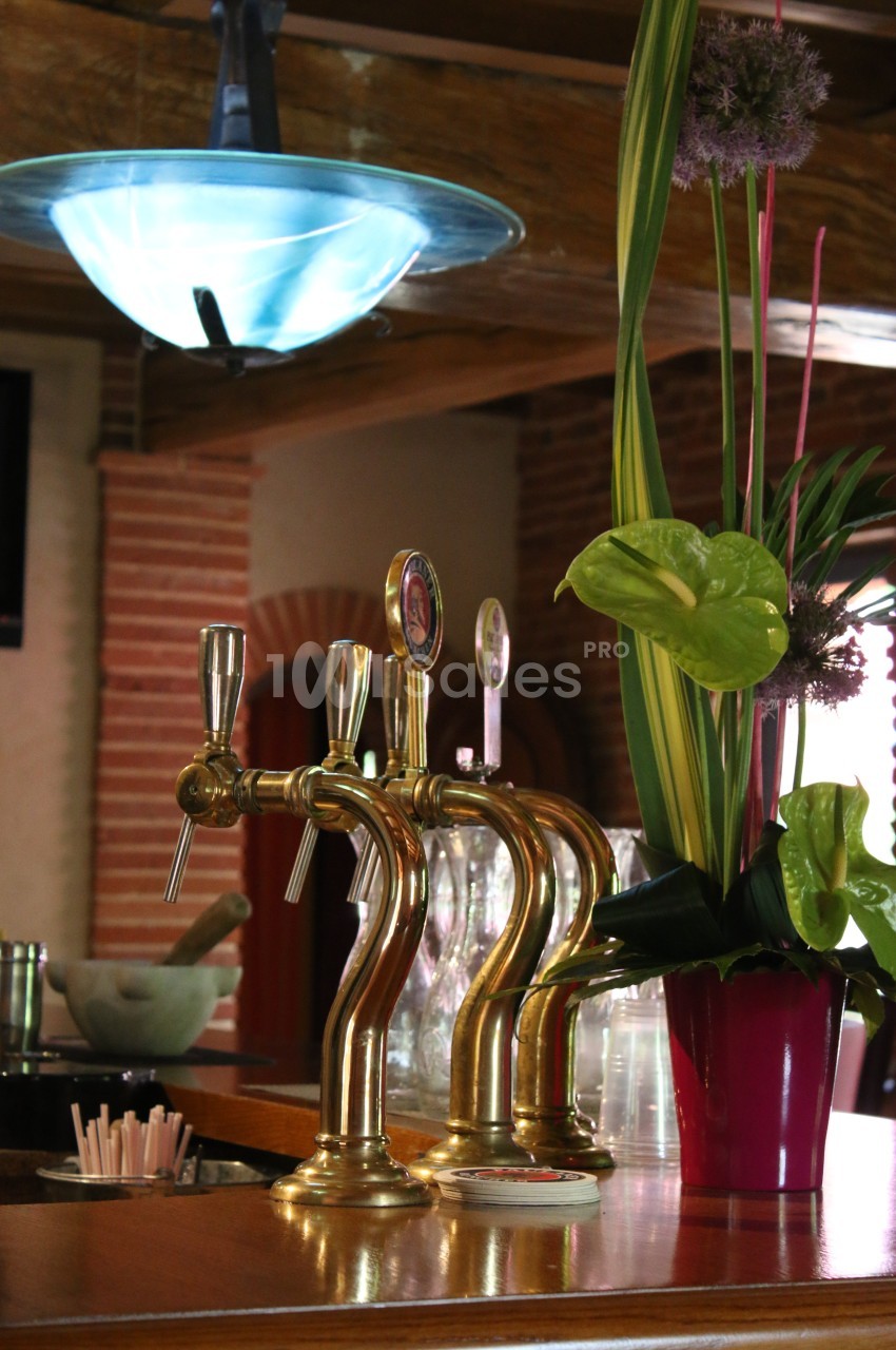 Tireuses à bière en laiton sur un comptoir en bois, avec une plante décorative et une lampe suspendue en arrière-plan.
