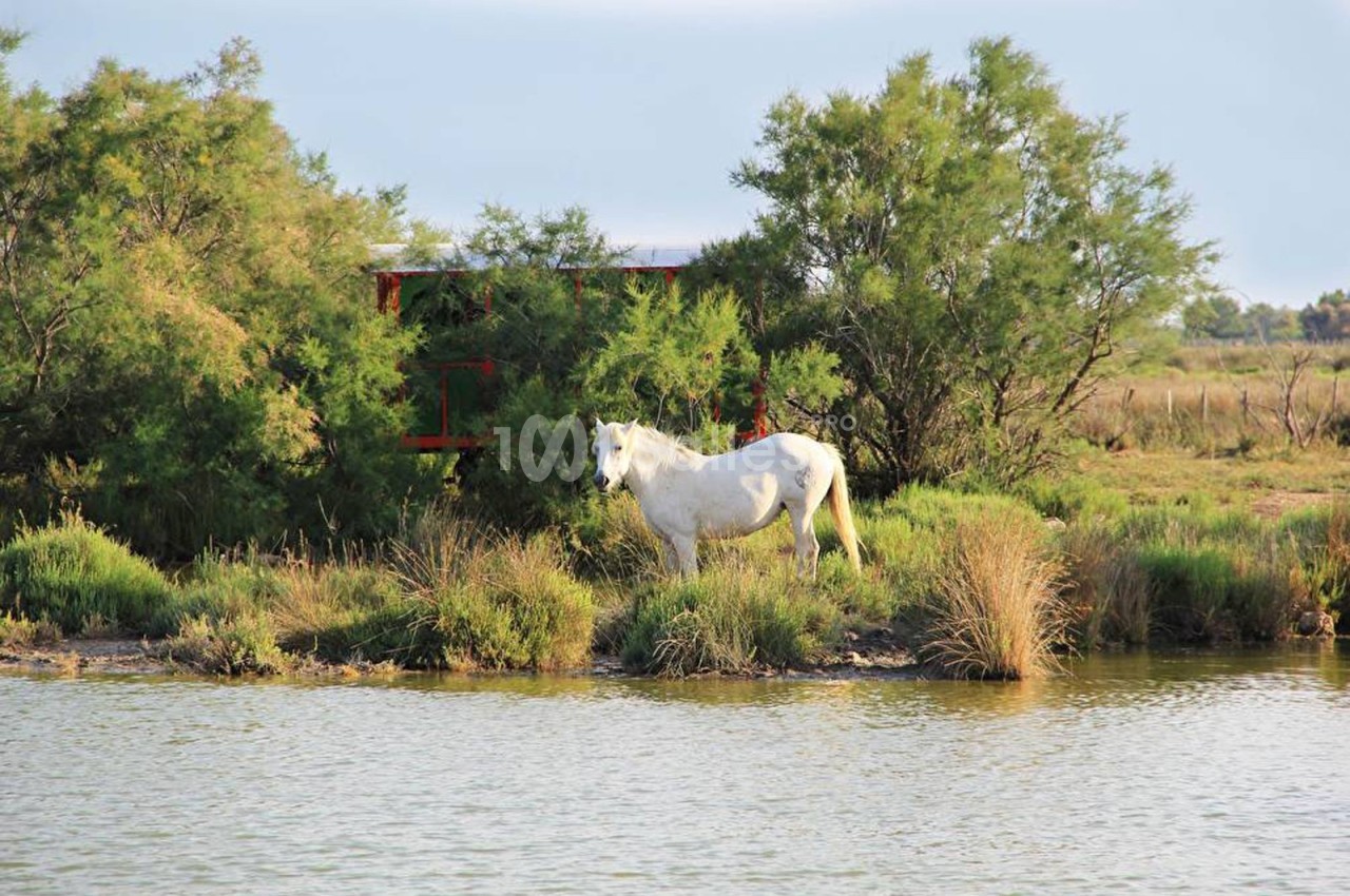 Cheval blanc se tenant près d'un étang, entouré de végétation et d'arbustes dans un paysage naturel.