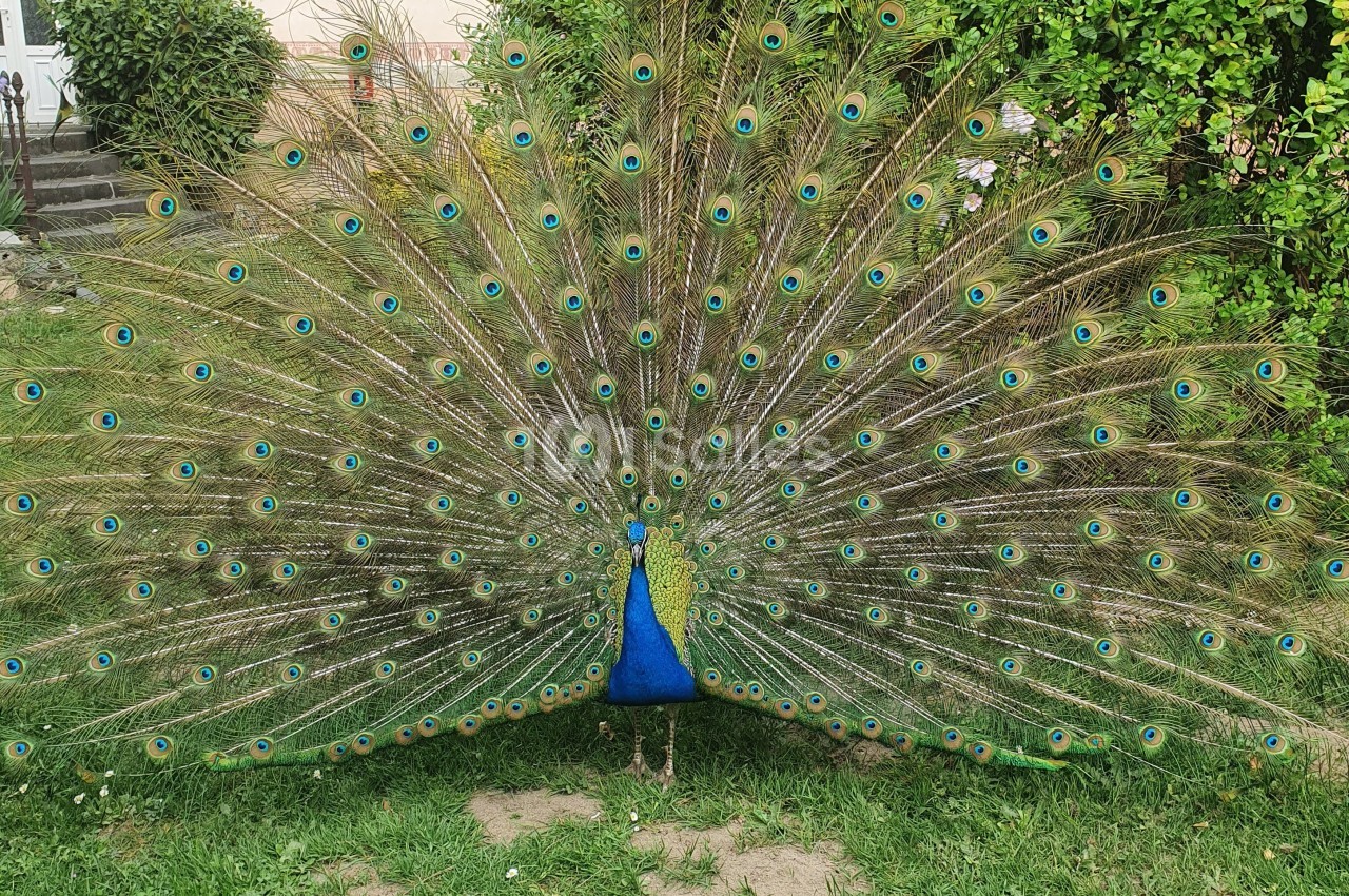 Paon avec plumage déployé, affichant des motifs colorés en forme d'yeux, dans un jardin verdoyant.