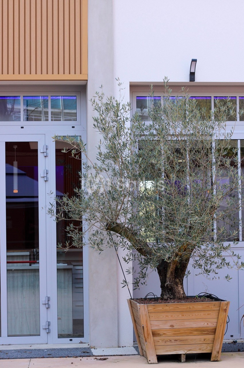 Un olivier dans un grand bac en bois devant une façade moderne avec des fenêtres et des volets vitrés.