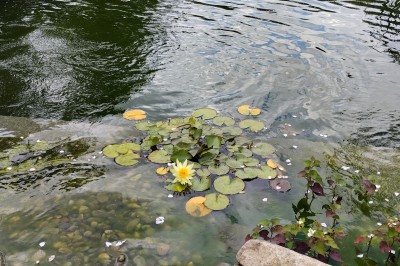 Champ de lotus en fleurs avec des feuilles vertes, des bourgeons et un étang en arrière-plan, entouré d'arbres.