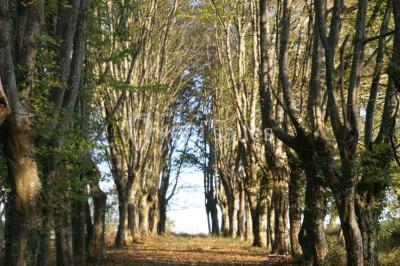 La Fourtonie - photo 4