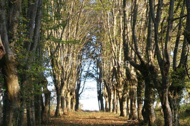 La Fourtonie - galerie - photo 6
