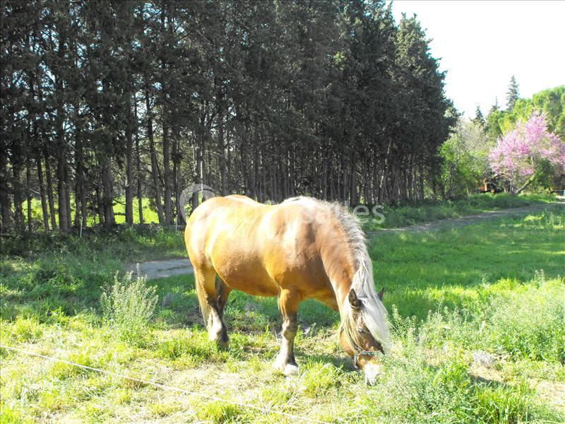 Domaine De Beauvezet - galerie - photo 8