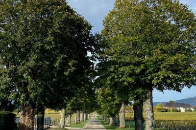 Chambre lumineuse avec lit double, armoire, téléviseur sur table et fenêtre donnant sur un extérieur verdoyant.