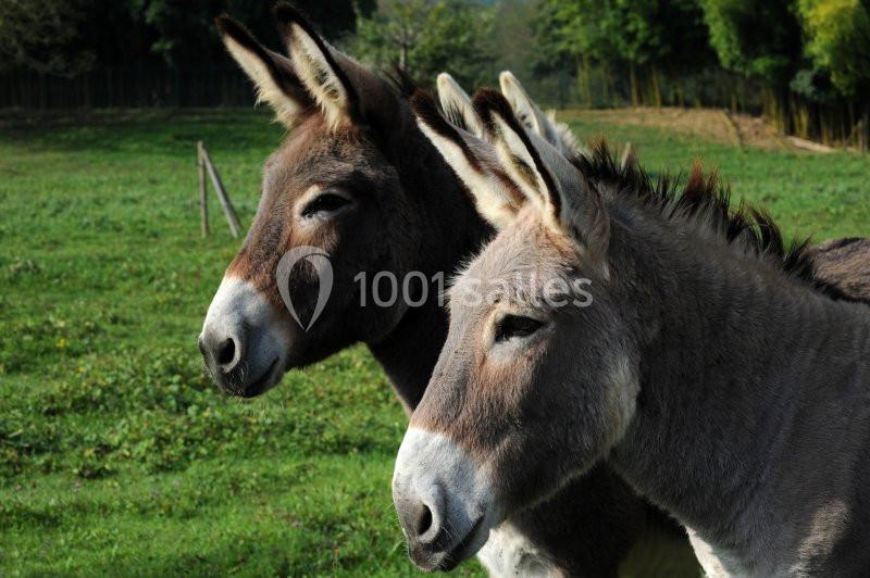 Location salle Vignieu (Isère) - Domaine de Suzel #15 Deux ânes bruns et gris debout dans un pré verdoyant, avec des arbres en arrière-plan.