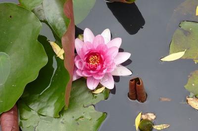 Miniature Location salle Nanterre (Hauts-de-Seine) - Le Pavillon des Berges #29 Location salle Nanterre (Hauts-de-Seine) - Le Pavillon des Berges #30