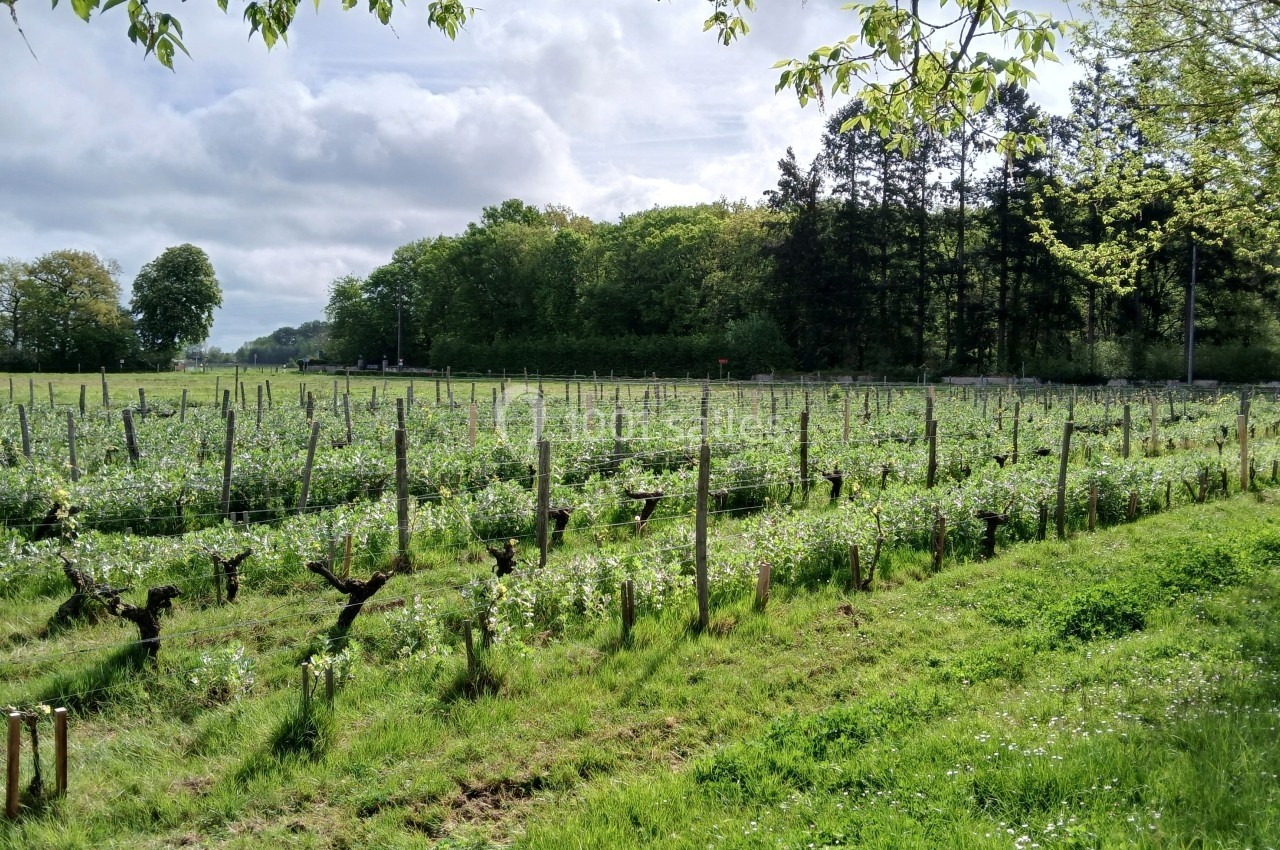 Vignes verdoyantes alignées dans un paysage rural, bordées d'arbres et sous un ciel partiellement nuageux.