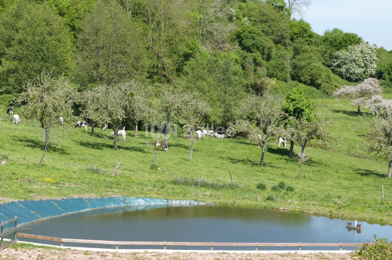 Vue d'un pâturage verdoyant avec des vaches sous des arbres et un petit étang au premier plan.
