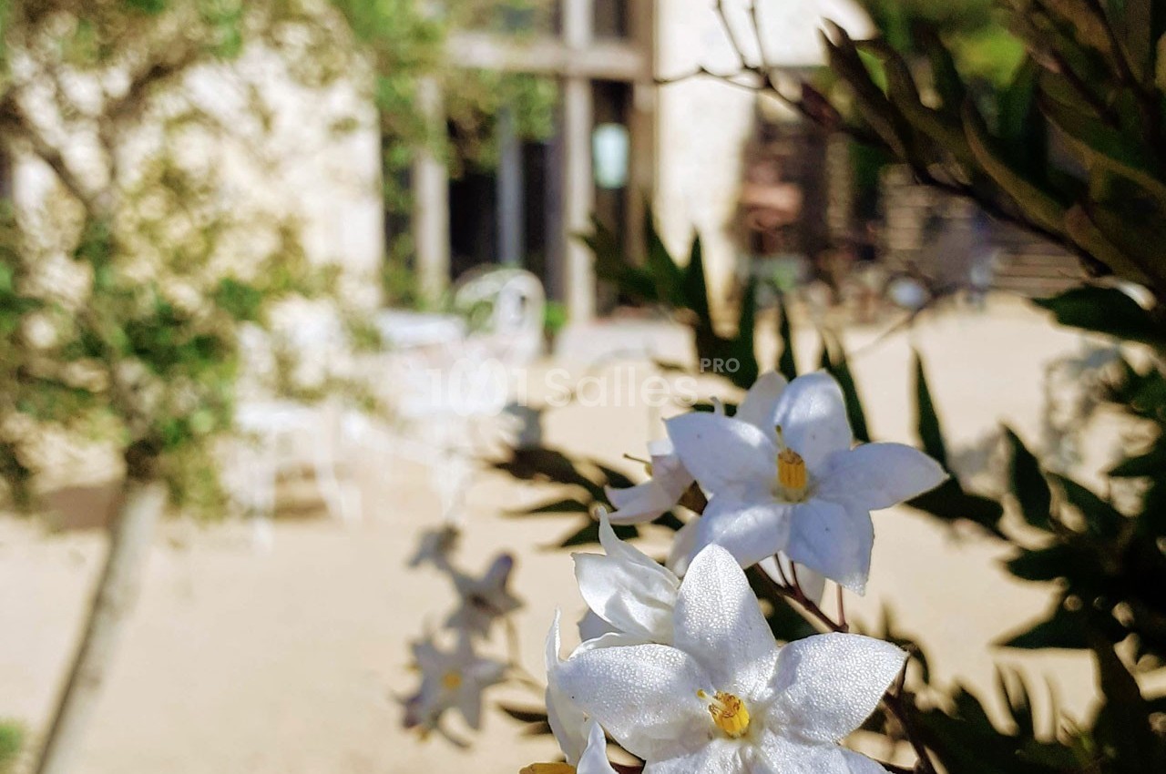 Fleurs blanches en gros plan devant une cour ensoleillée avec des chaises et une façade en pierre floue en arrière-plan.