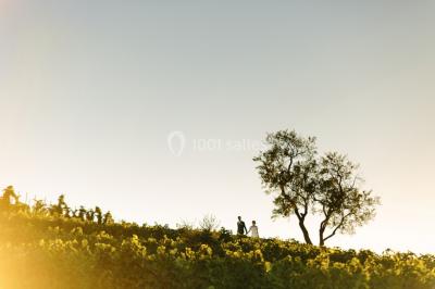 Miniature Location salle Argelès-sur-Mer (Pyrénées-Orientales) - Château Valmy - Vall Maria #22 Location salle Argelès-sur-Mer (Pyrénées-Orientales) - Château Valmy - Vall Maria #36