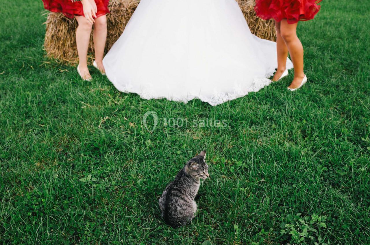 Un chat gris assis sur une pelouse verte devant deux personnes en robes, avec des bottes de foin en arrière-plan.
