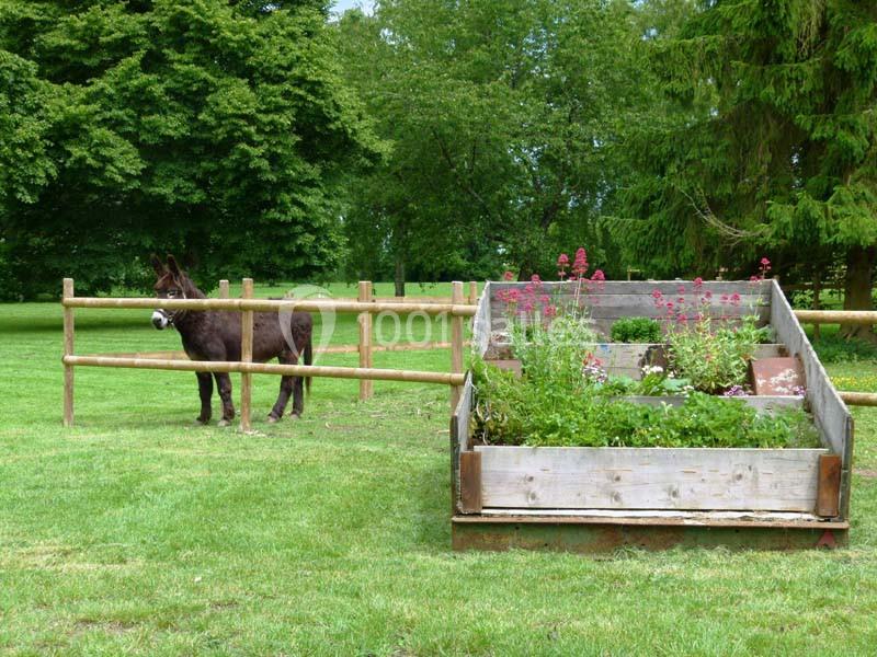 Un âne se tient près d'une clôture en bois, à côté d'un jardin surélevé fleuri dans un espace verdoyant.