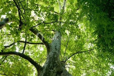 Inscription ’NOUCHET’ gravée sur une façade en pierre et briques, entourée de végétation en arrière-plan.