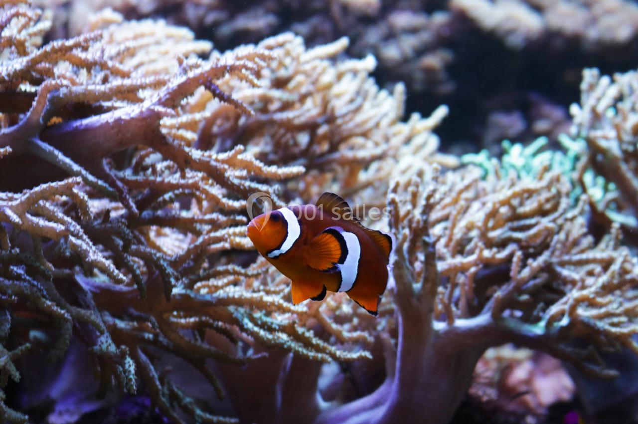 Location salle La Mulatière (Rhône) - Aquarium de Lyon #18 Poisson-clown nageant parmi des coraux aux formes ramifiées dans un environnement sous-marin lumineux.