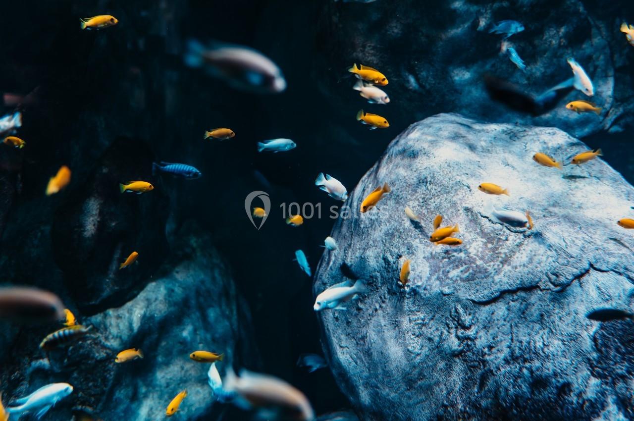Location salle La Mulatière (Rhône) - Aquarium de Lyon #1