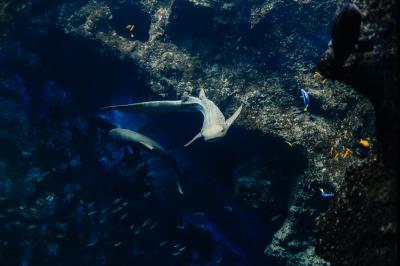 Miniature Location salle La Mulatière (Rhône) - Aquarium de Lyon #15 Plaque métallique ronde avec un motif de poisson découpé, accrochée à un mur clair, partiellement cachée par une plante…