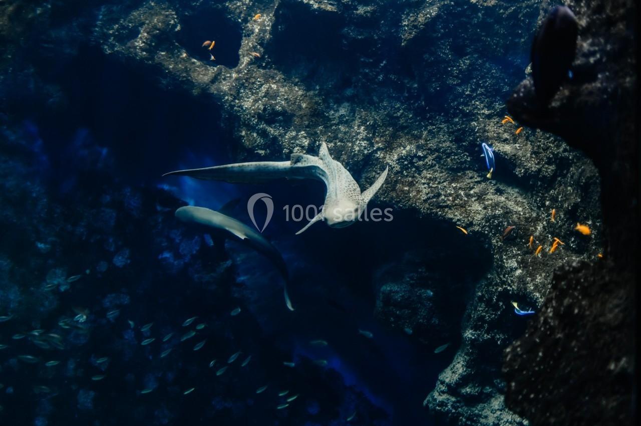Location salle La Mulatière (Rhône) - Aquarium de Lyon #15 Requins nageant dans un aquarium sombre entourés de petits poissons colorés et de rochers.