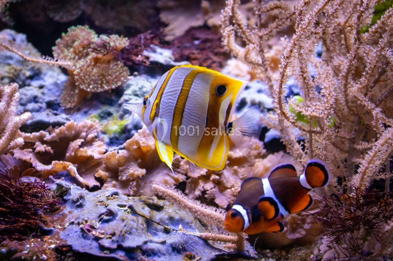 Location salle La Mulatière (Rhône) - Aquarium de Lyon #17 Deux poissons tropicaux colorés nageant parmi des coraux et des algues dans un aquarium.