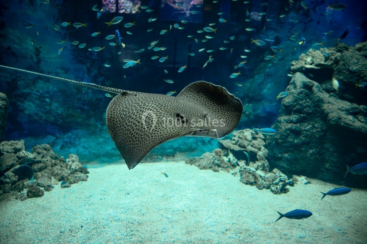 Location salle La Mulatière (Rhône) - Aquarium de Lyon #13 Raie nageant dans un aquarium, entourée de petits poissons et de rochers au fond sablonneux.