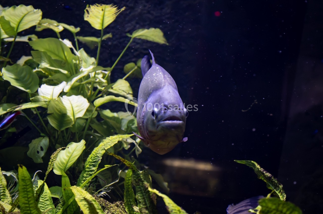 Location salle La Mulatière (Rhône) - Aquarium de Lyon #19 Poisson nageant devant des plantes aquatiques dans un aquarium sombre.