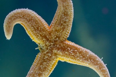 Deux personnes, une adulte et un enfant, observent un aquarium avec des poissons et des plantes aquatiques.