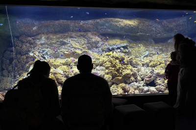 Deux personnes, une adulte et un enfant, observent un aquarium avec des poissons et des plantes aquatiques.