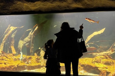 Deux personnes, une adulte et un enfant, observent un aquarium avec des poissons et des plantes aquatiques.