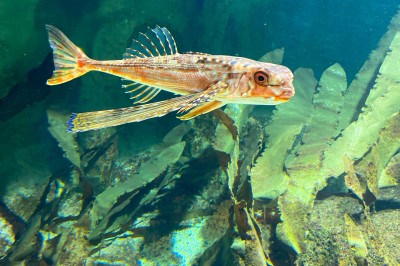 Deux personnes, une adulte et un enfant, observent un aquarium avec des poissons et des plantes aquatiques.
