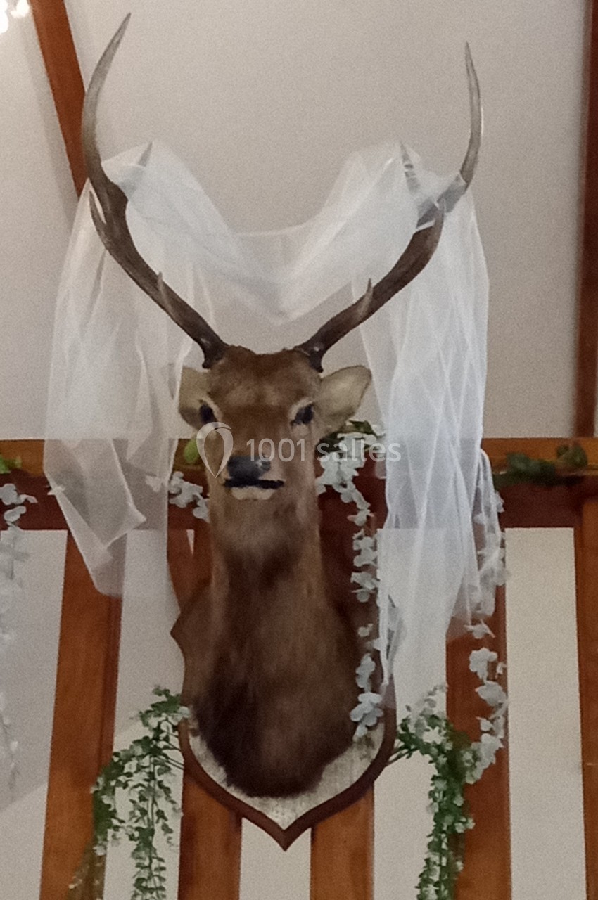 Trophée de cerf monté sur un mur en bois, décoré d'un voile blanc et de guirlandes végétales.