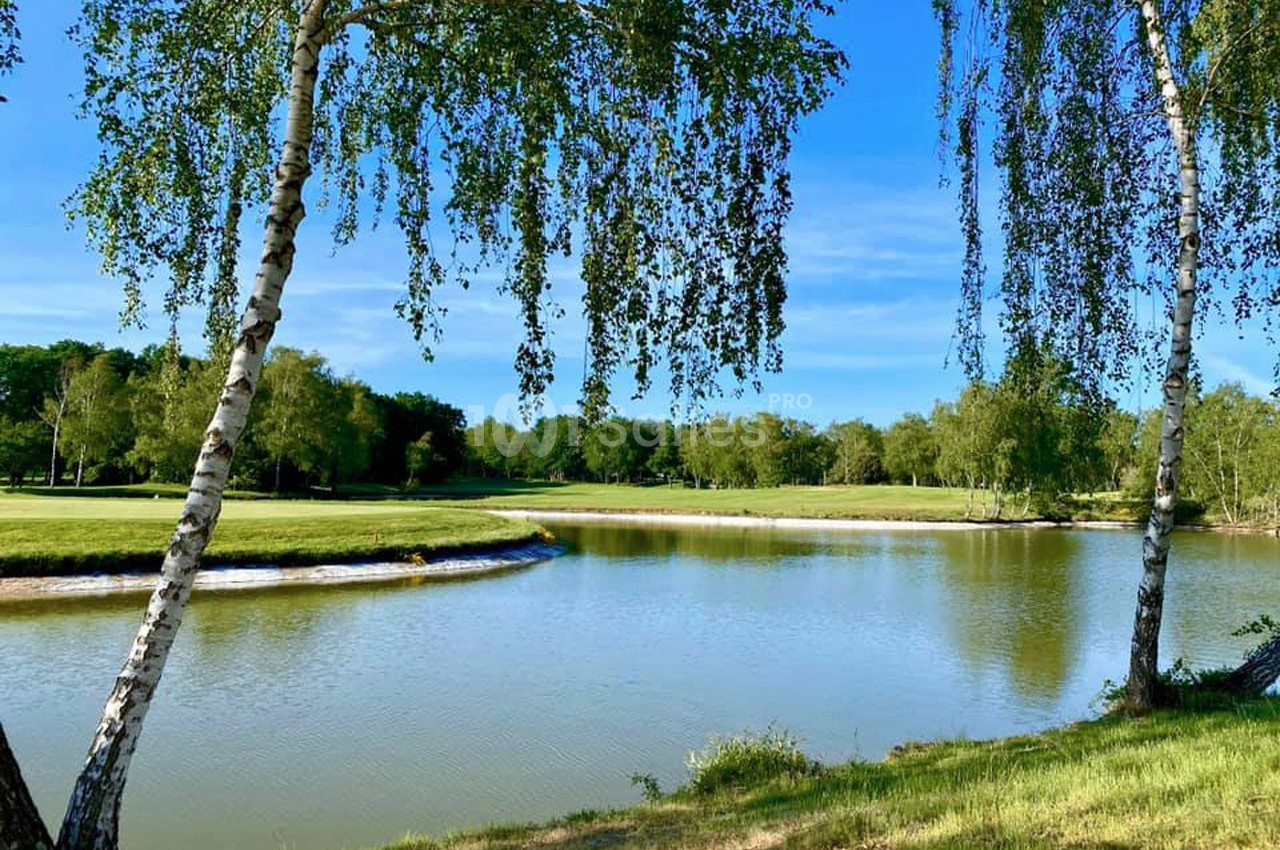 Étang entouré de pelouses et de bouleaux sous un ciel bleu clair.