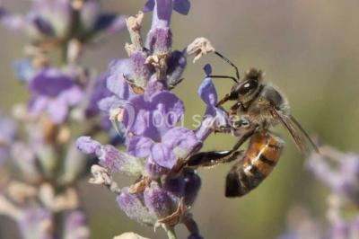Miniature Location salle La Cadière-d'Azur (Var) - La Bastide Des Saveurs (berard Traiteur) #6 Location salle La Cadière-d'Azur (Var) - La Bastide Des Saveurs (berard Traiteur) #24