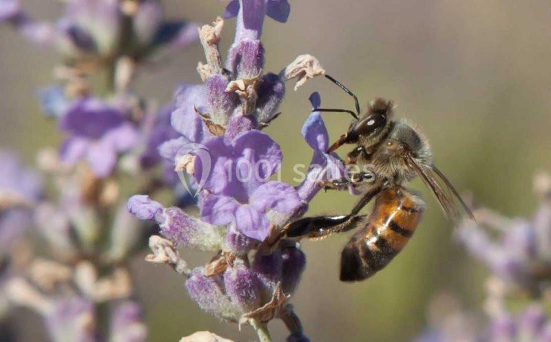 Location salle La Cadière-d'Azur (Var) - La Bastide Des Saveurs (berard Traiteur) #6
