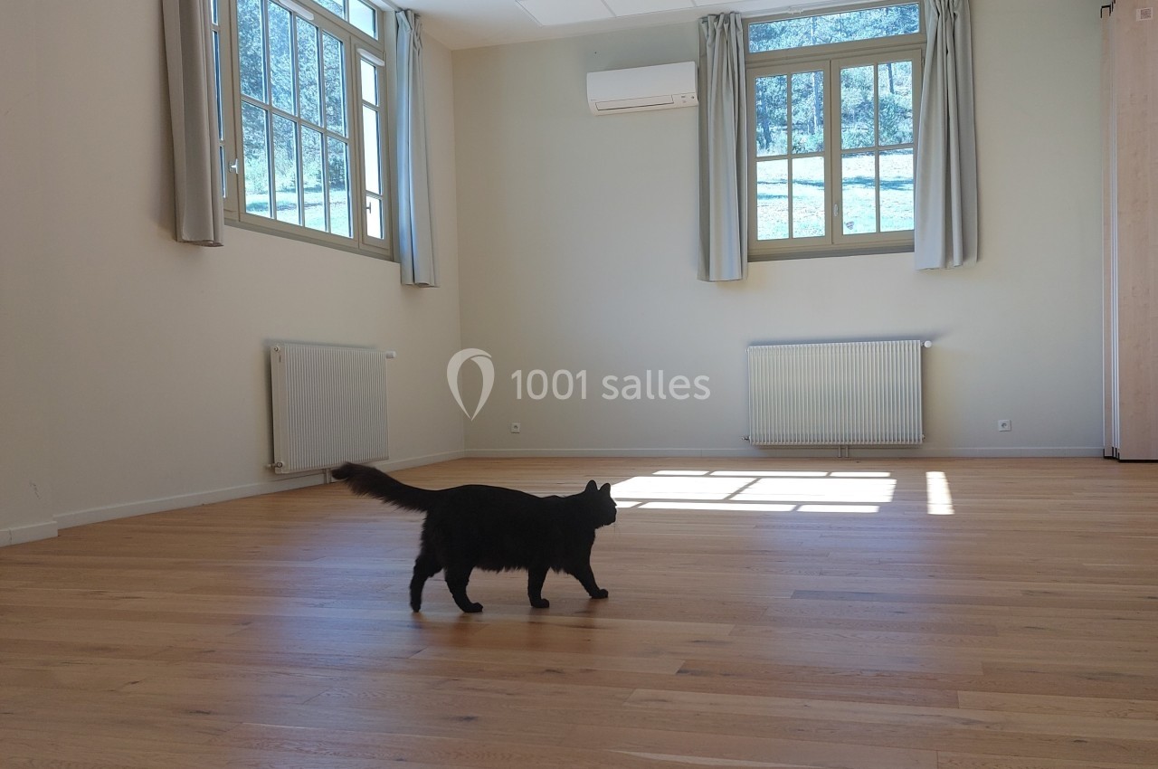 Un chat noir marche sur un parquet clair dans une pièce lumineuse avec de grandes fenêtres et des rideaux gris.