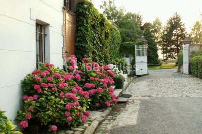 Jardin verdoyant avec pelouse bien entretenue, arbres et arbustes sous un ciel bleu dégagé.
