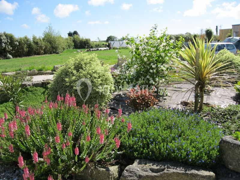 Jardin fleuri avec des plantes variées, buissons verts, fleurs roses et bleues, sous un ciel bleu dégagé.