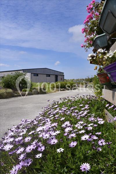 Massif de fleurs violettes en bordure d'un chemin pavé, avec un bâtiment en arrière-plan et des jardinières fleuries.