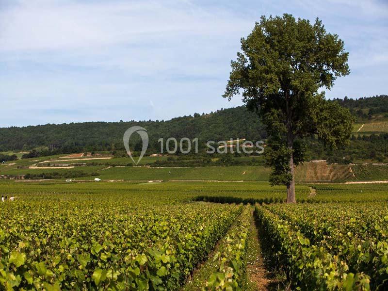Château De Meursault - galerie - photo 9