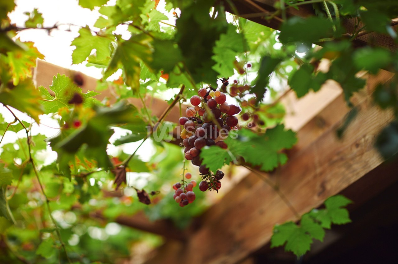 Domaine des Colombes - galerie - photo 22