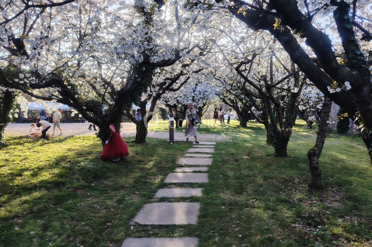 Allée pavée bordée d'arbres en fleurs blanches, avec des personnes se promenant dans un parc ensoleillé.