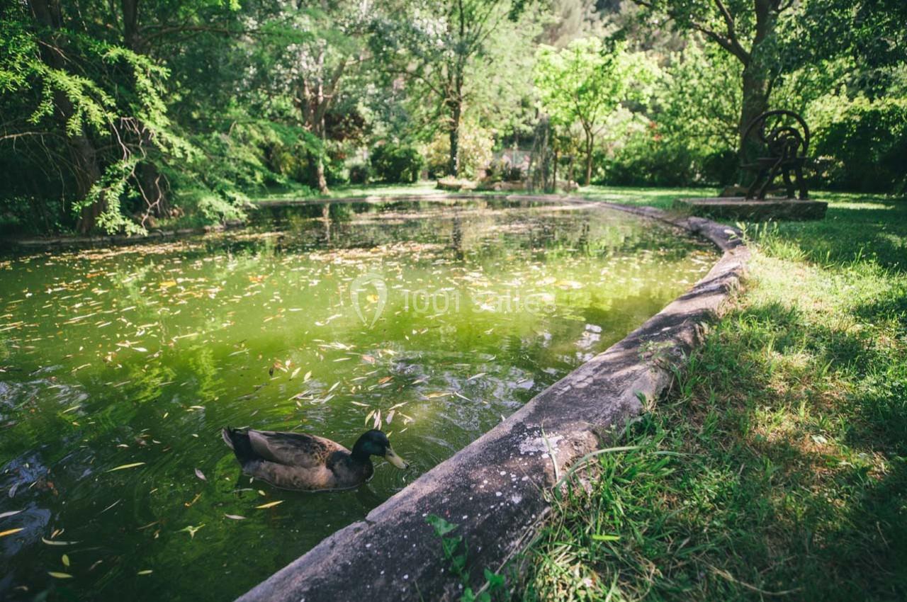 Location salle Gémenos (Bouches-du-Rhône) - Moulin de Gemenos #79 Un canard nage dans un étang entouré de verdure et d'arbres sous une lumière naturelle.