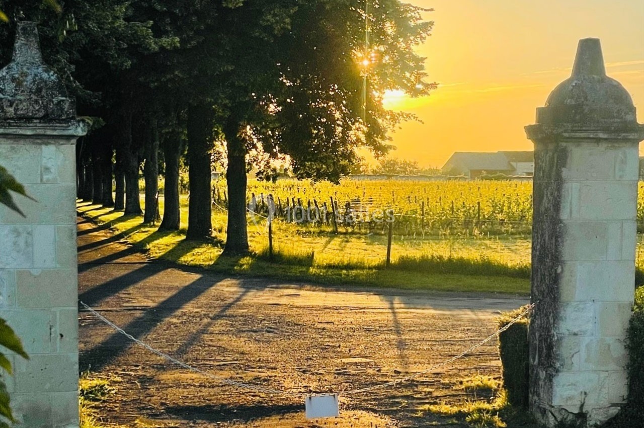 Entrée d'un domaine avec des vignes au coucher du soleil, encadrée par des piliers en pierre et des arbres alignés.