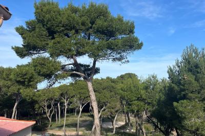 Table dressée avec assiettes en céramique, serviettes vertes pliées, couverts dorés, verres et décoration florale blanche.
